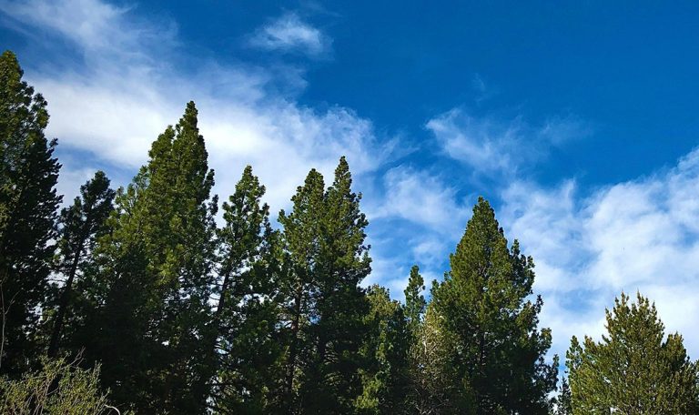 Green pine against a clea blue sky